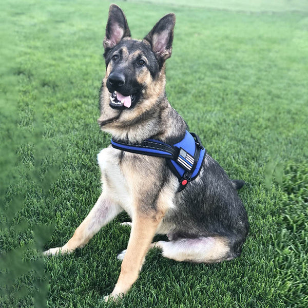 Blue line 2025 dog harness